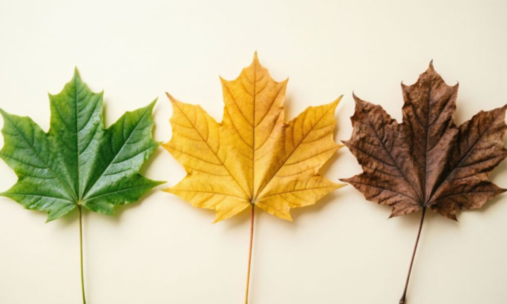 a-leafs-purpose-the-circle-of-life-puns